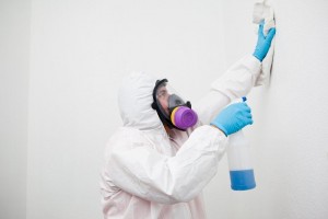 mold-removal-and-clean-up