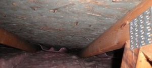Water Damage And Fungus Growth In Crawlspace 